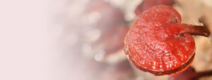 Beneficios del Ganoderma 