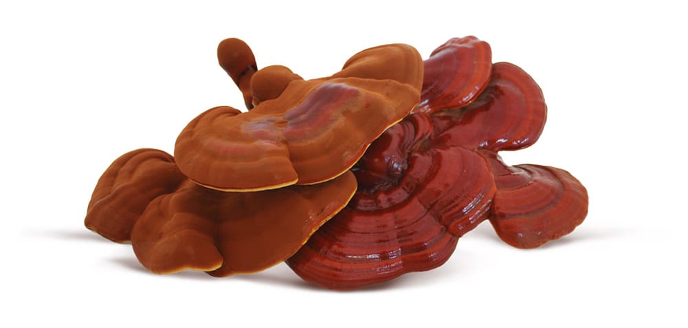 30 razones para consumir Ganoderma 30 razones para consumir Ganoderma