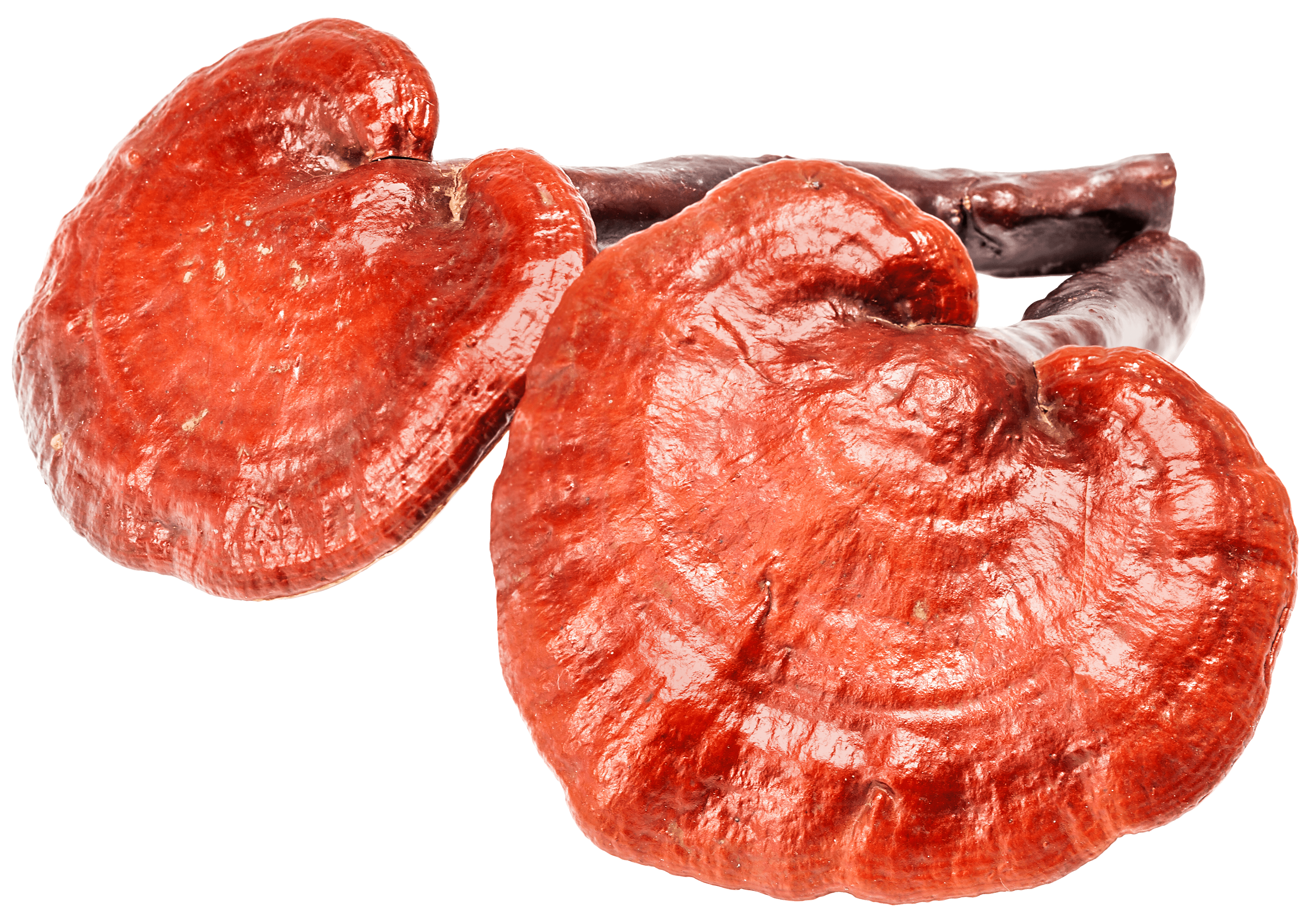 Propiedades curativas con reishi o ganoderma